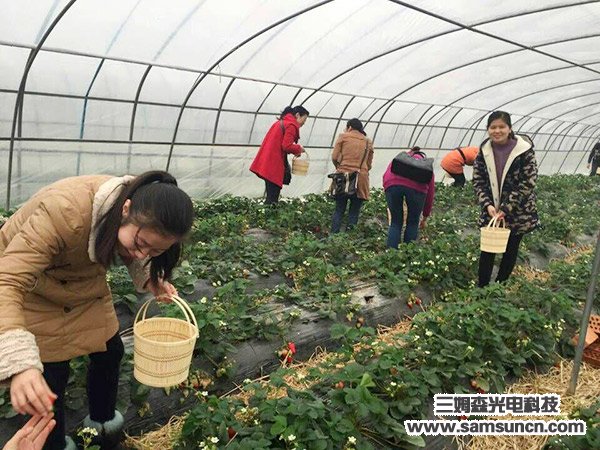 走进田园 亲近自然--员工摘草莓活动_shanqinquan.com
