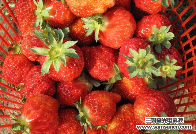走进田园 亲近自然--员工摘草莓活动_shanqinquan.com