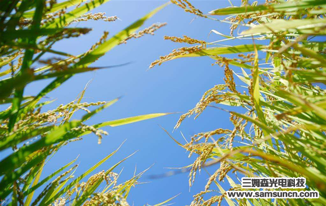 AI和传感器怎样为农业改头换面_shanqinquan.com